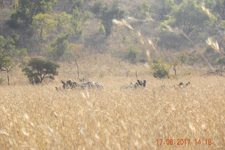 Rhinos spotted
