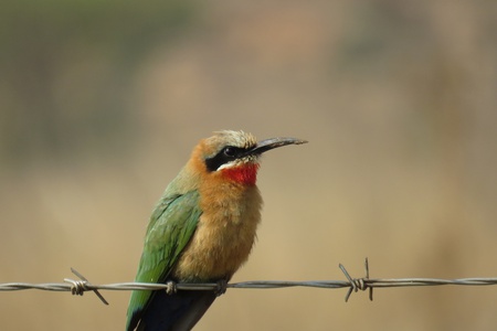 Kungwini birdlife