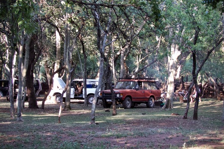 Coming among the trees