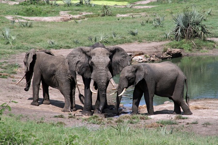 Tembe Work Weekend & Fundraiser