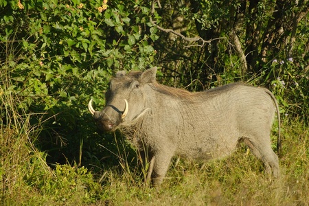 dinokeng_25_03