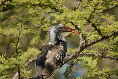 dinokeng_25_04