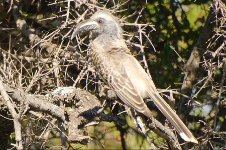 dinokeng_25_05