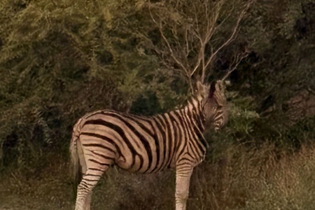 dinokeng_25_06