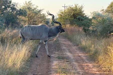 dinokeng_25_08