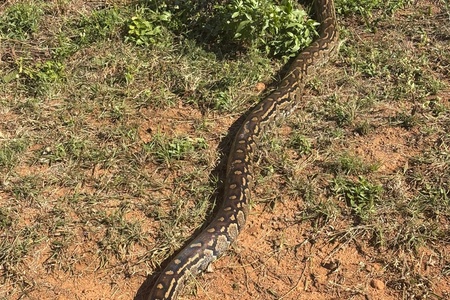 dinokeng_25_11